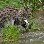 Were Fishing Cats Safe or Dangerous For Keeping At Home In 2022?