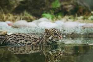 fishing cat