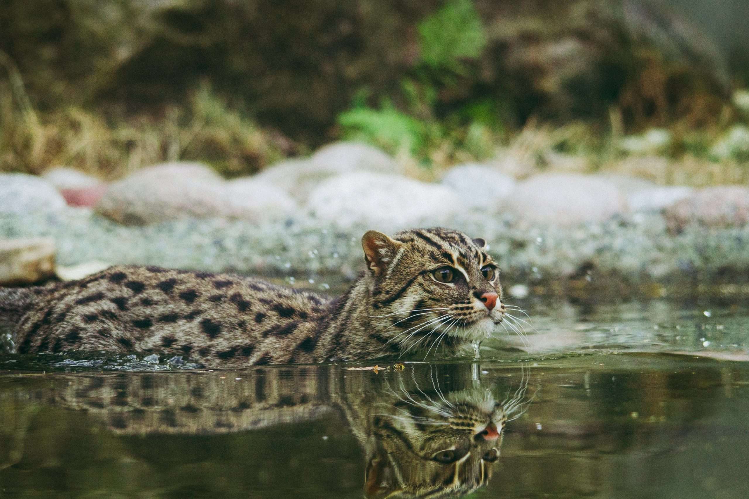 Fishing Cat