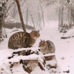 Are Fishing Cats Dangerous to Humans How to Live with Them?