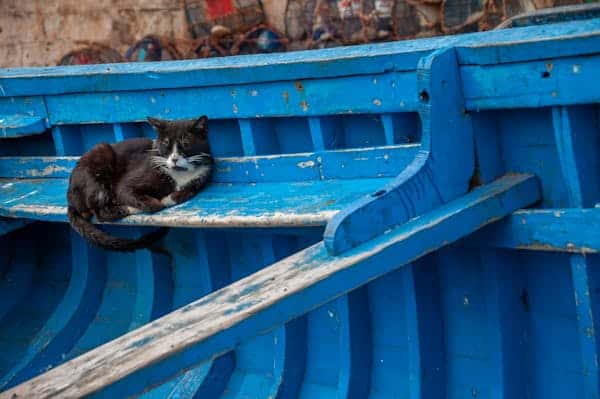 Youth in The World and Fishing Cat As A Pet