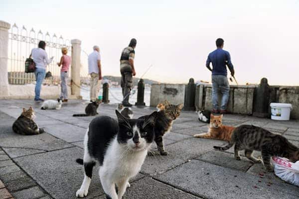 Youth in The World and Fishing Cat As A Pet